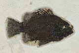 Fossil Fish (Cockerellites) - Wyoming #158564-1